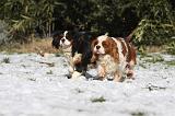 CAVALIER KING CHARLES 523